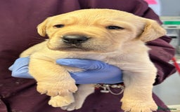 Labrador Retriever dogs for stud: Health Tested Fox red Labrador for Stud  in Wisbech - Image 8