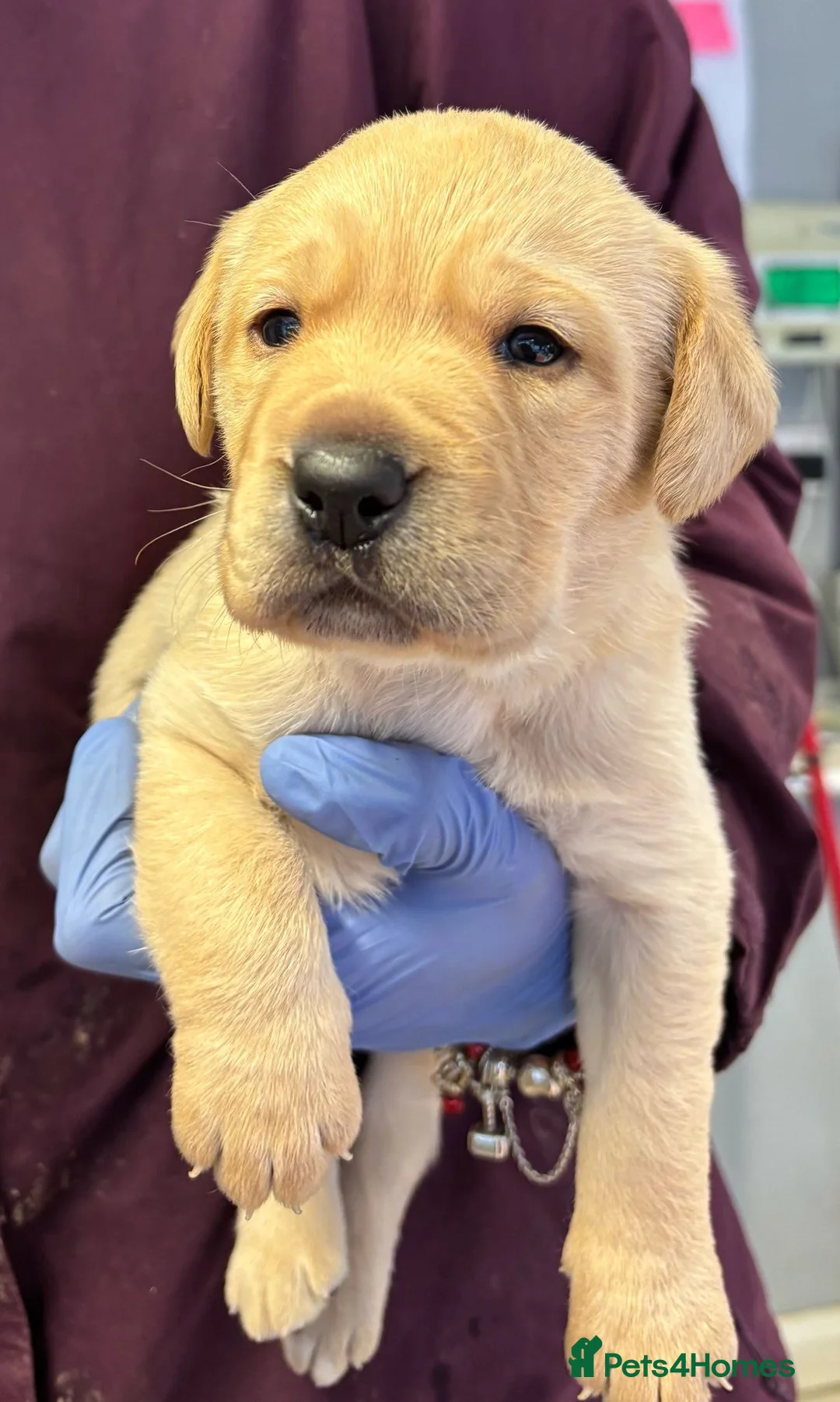 Labrador Retriever dogs for stud: Health Tested Fox red Labrador for Stud  in Wisbech - Advert 12