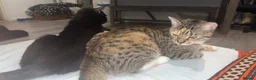 Mixed Breed cats for sale: Loving black cat called midnight ❤️ in London - Advert 6