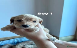 Cockapoo dogs for sale: Stunning litter of Cockerpoos - Image 9