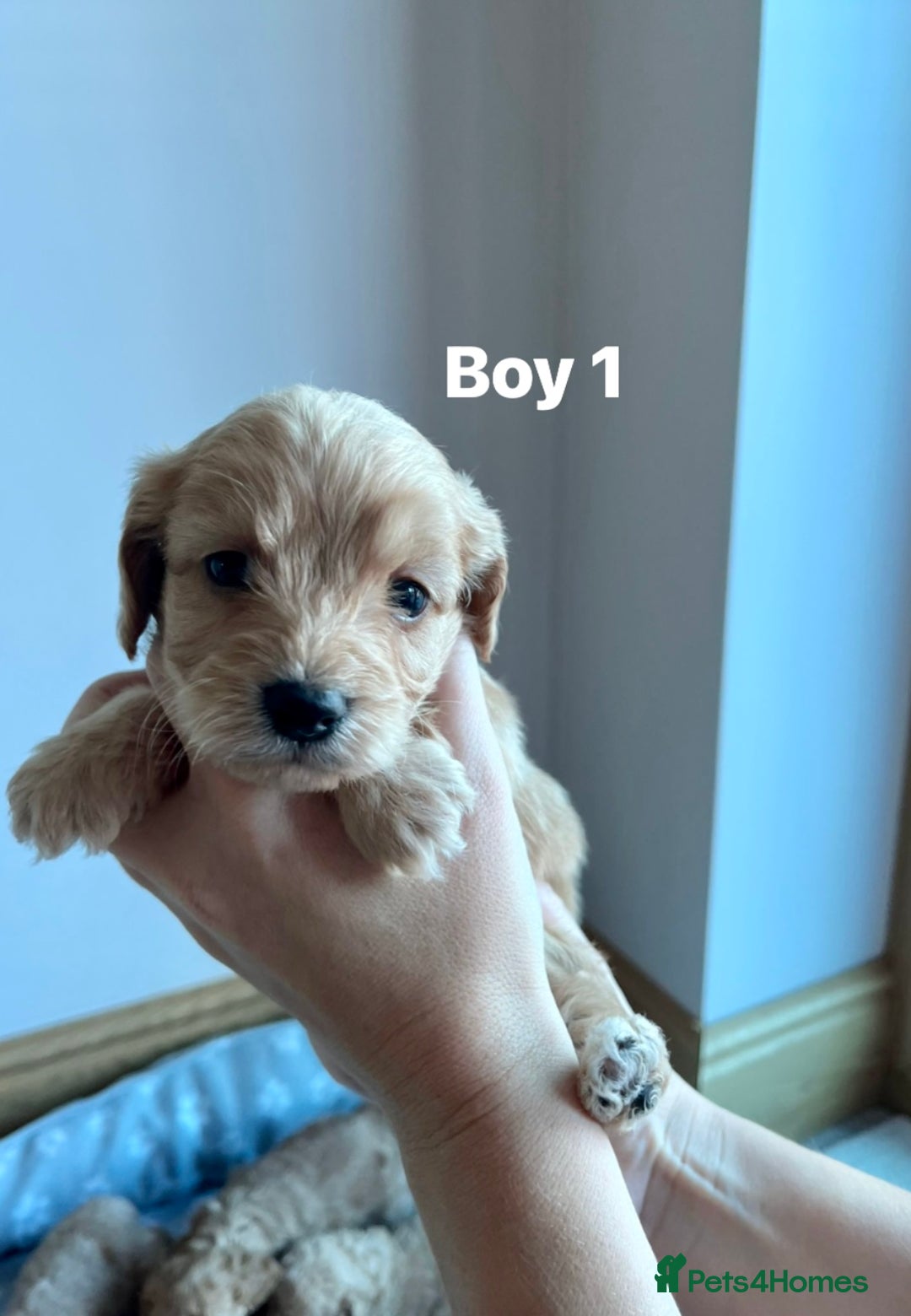 Cockapoo dogs for sale: Stunning litter of Cockerpoos - Image 9