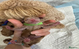 Toy Poodle dogs for sale: KC Registered Toy Poodle Puppies - Image 9