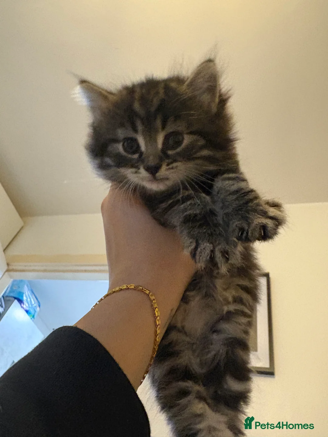 Scottish Fold cats for sale: 🐱💗💝 Ready to go on the 14th of February 💝 💗🐱 - Advert 31