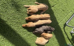 Cockapoo dogs for sale: Beautiful cockerpoo pups for sale - Image 18