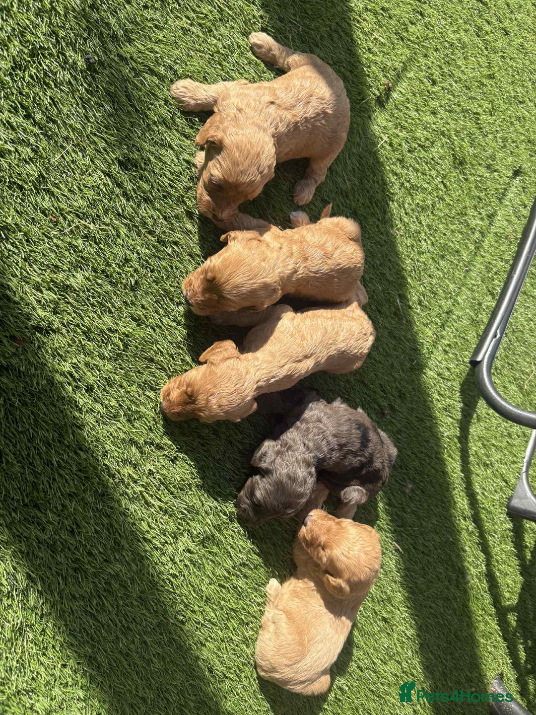 Cockapoo dogs for sale: Beautiful cockerpoo pups for sale - Image 18