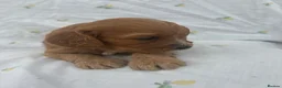 Cavapoo dogs for sale: Cavapoo Puppies Looking for their Forever Homes  - Advert 19