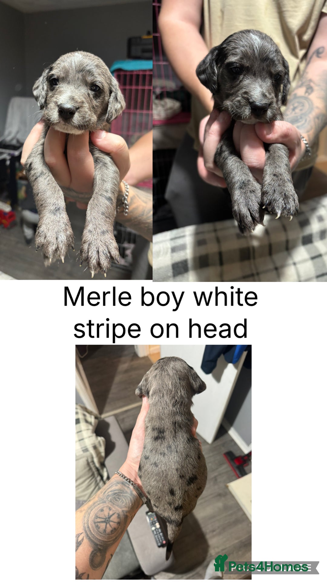 Mixed Breed dogs for sale: Dalmapoo - Image 4