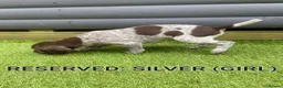German Shorthaired Pointer dogs for sale: German shorthaired pointer puppies 5 weeks old in Swindon - Advert 7