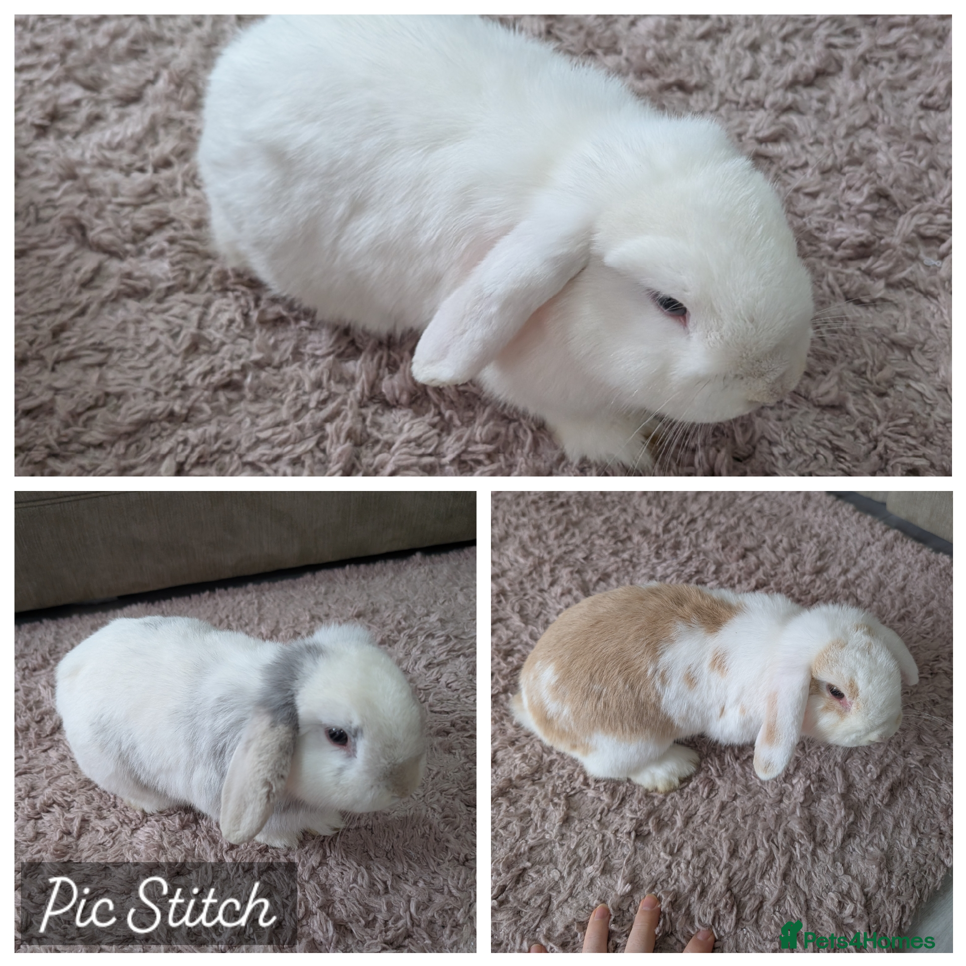 Mini Lop rabbits Mini lop family  - Advert 4
