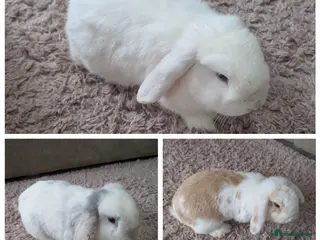 Mini Lop rabbits Mini lop family - Advert 4