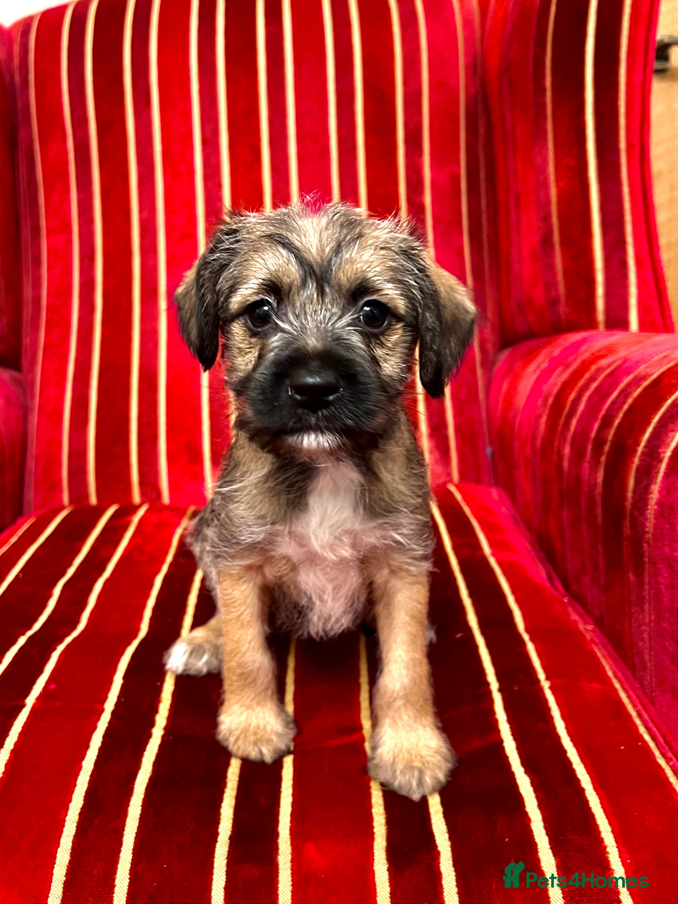 Border Terrier dogs Border Terrier Puppies  - Advert 3