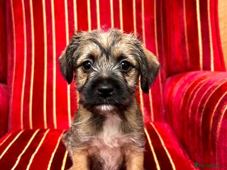 Border Terrier dogs Border Terrier Puppies - Advert 3
