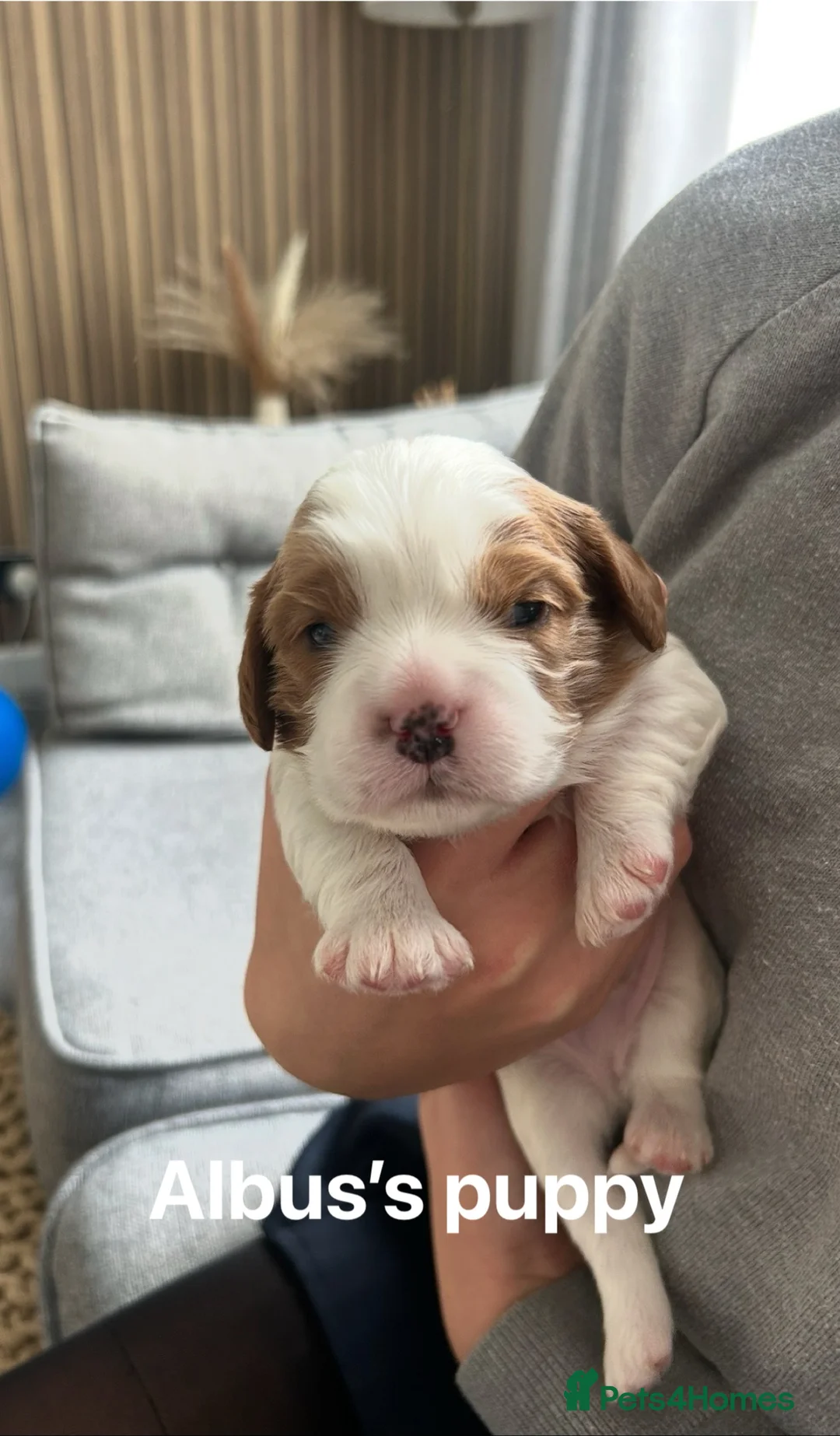 Cavalier King Charles Spaniel dogs for stud: KC Reg Health Tested Proven Cavalier King Charles in Salisbury - Advert 13