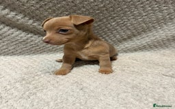 Jack Russell dogs for sale: Jack Russell puppies (JUST 1 LEFT) (LUNA) - Image 2