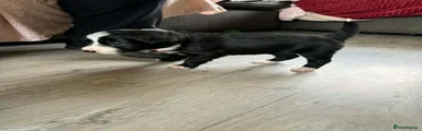 Border Collie Puppy 5 red