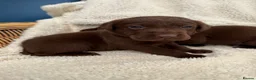 Labrador Retriever dogs for sale: Chocolate Labrador Puppies - Advert 3