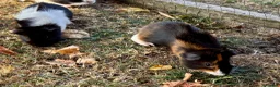 Guinea Pig rodents for sale: 3 Baby Guinea pigs for sale - Advert 4