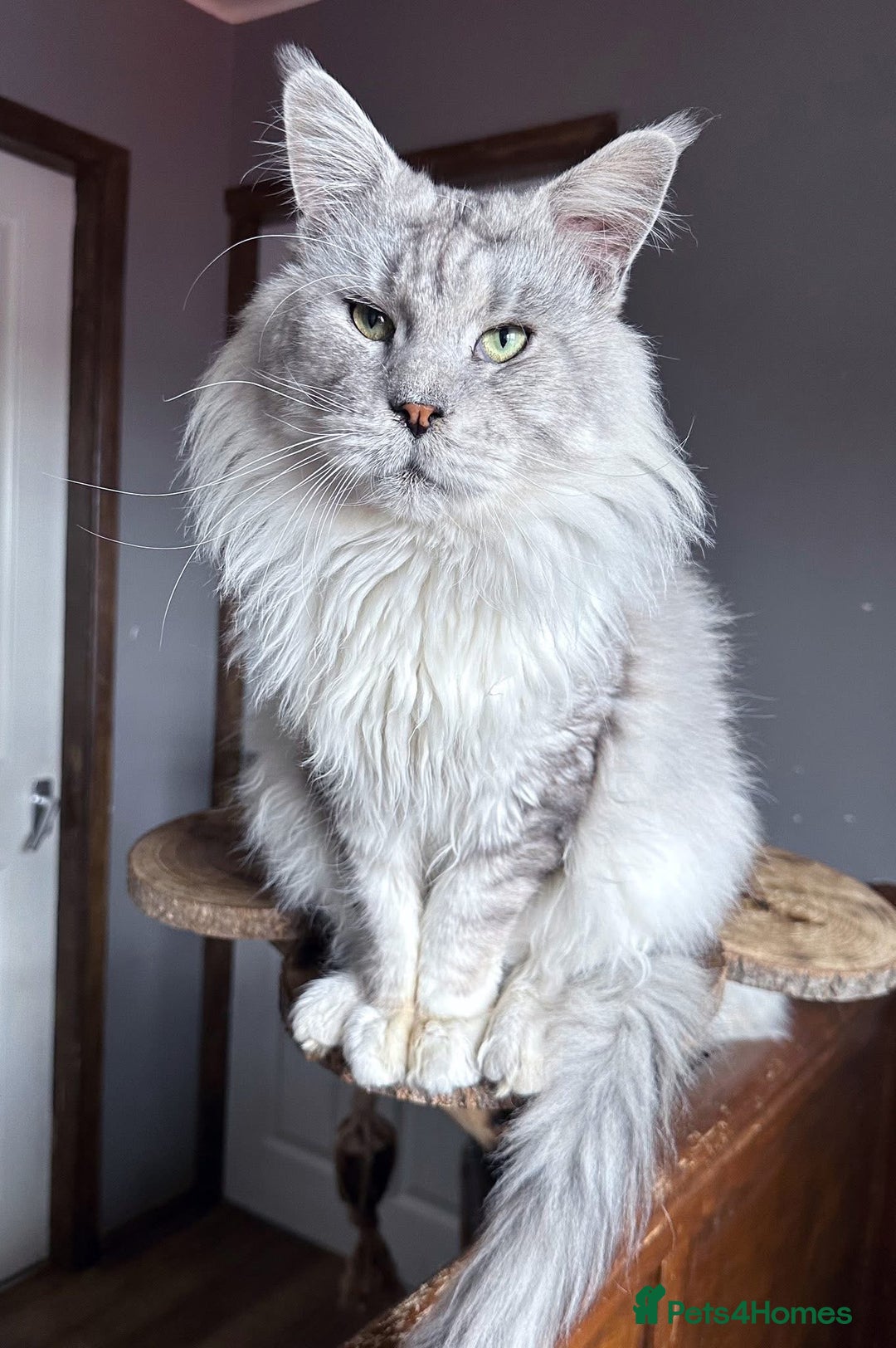 Maine Coon cats for sale: Maine Coons with Tests, Papers, Vet Checks & Vacc. - Advert 3