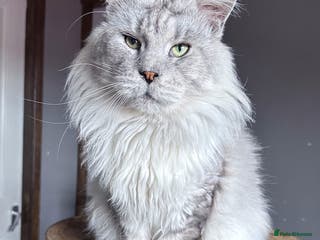 Maine Coon cats Maine Coons with Tests, Papers, Vet Checks & Vacc. - Advert 16