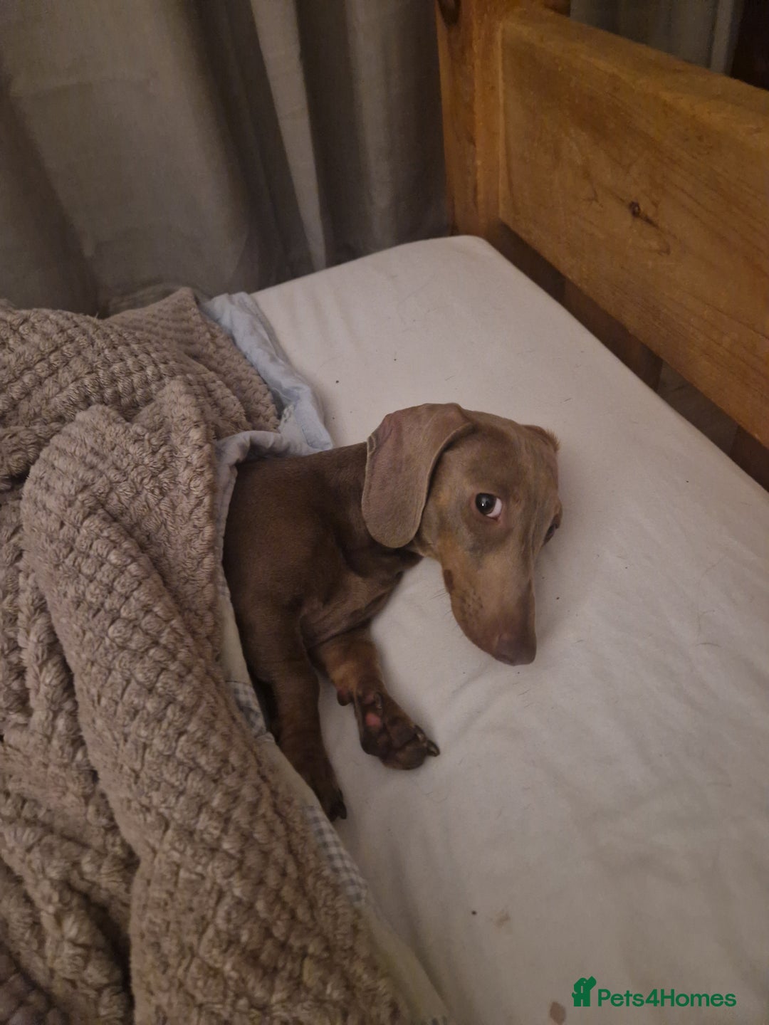 Miniature Dachshund dogs for sale: Loving girl Meredith needs a forever bed. - Advert 5