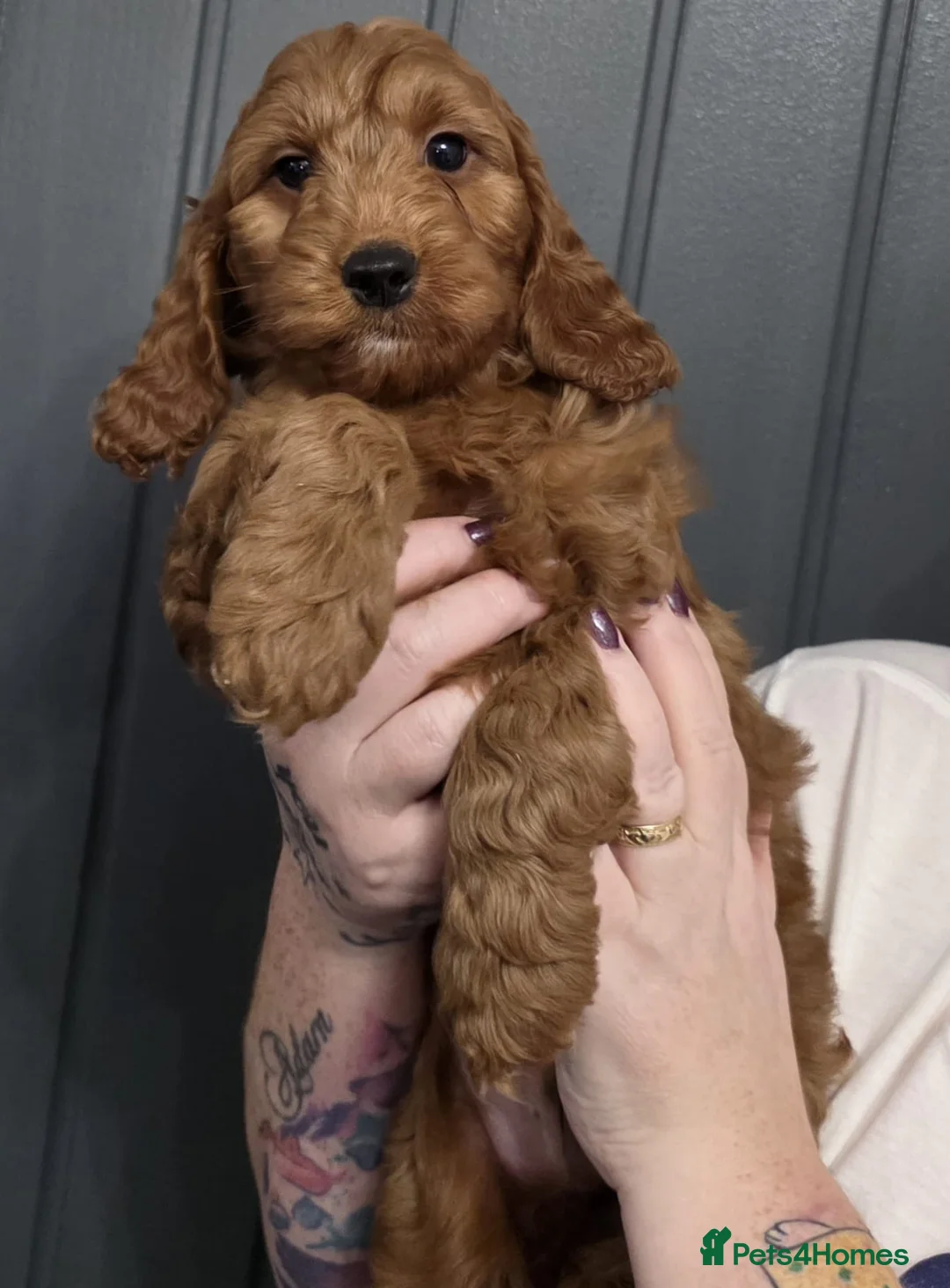 Cockapoo dogs for sale: Stunning F1 Cockapoo Puppies - Advert 1