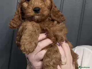 Cockapoo dogs Stunning F1 Cockapoo Puppies - Advert 7