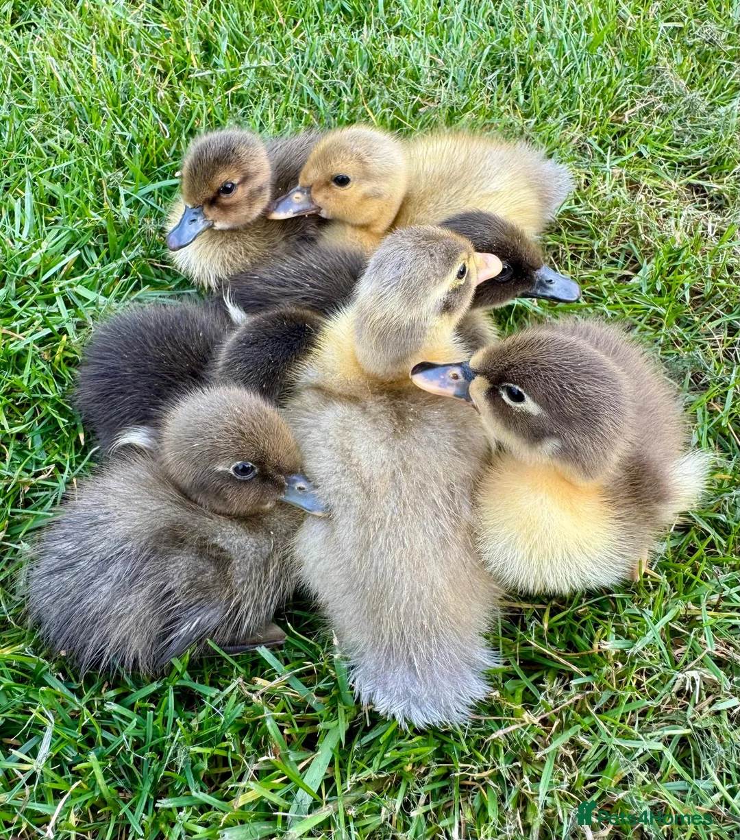 Ducks poultry for sale: Indian runner ducklings - Advert 1