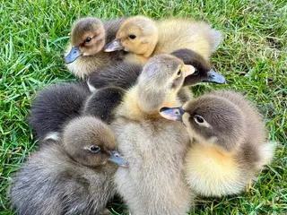 Ducks poultry Indian runner ducklings - Advert 1