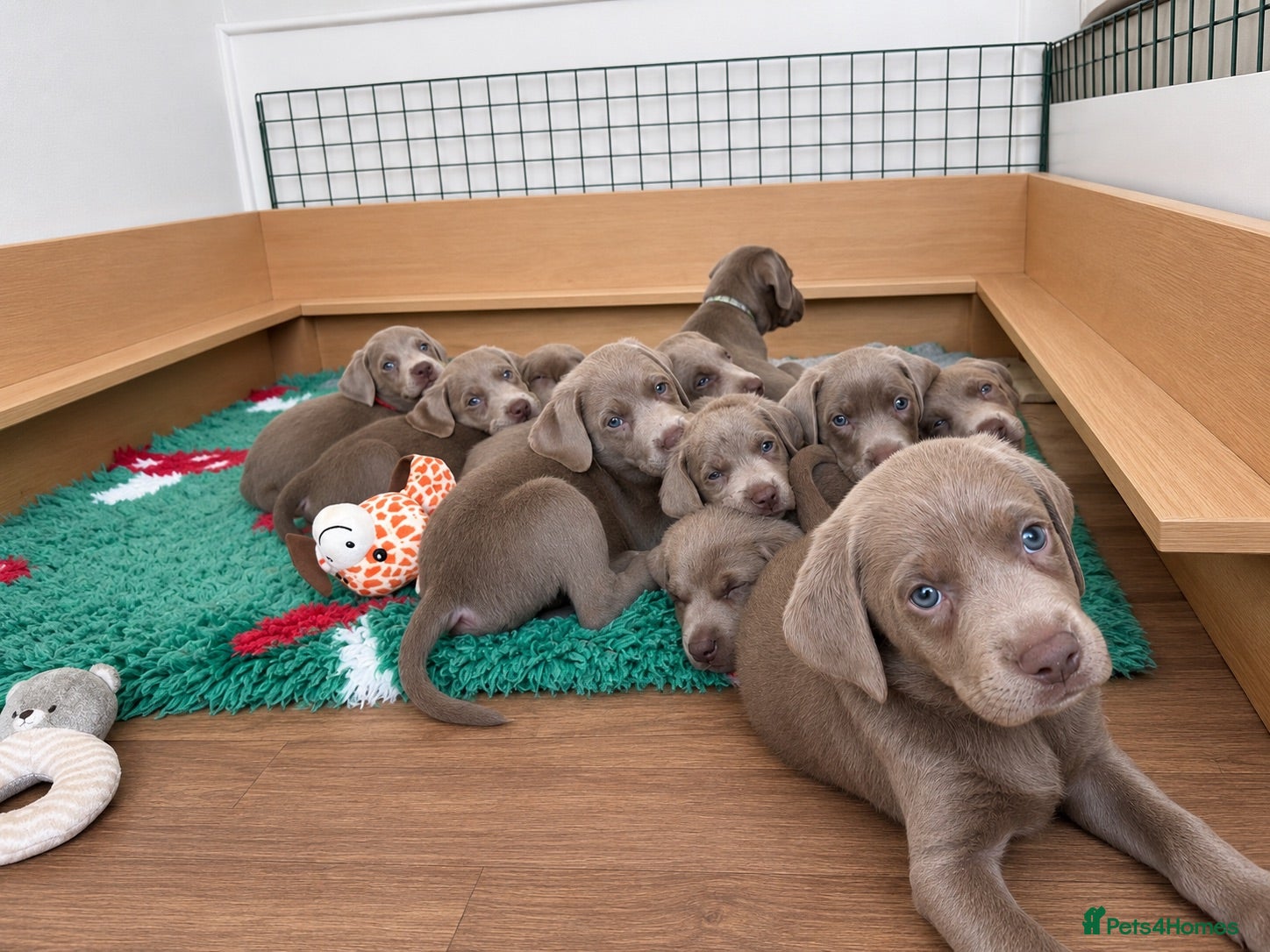 Labrador Retriever dogs KC registered Silver Labrador puppies  - Advert 18