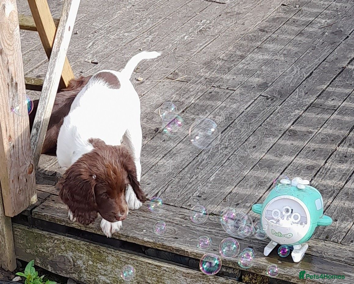 English Springer Spaniel dogs Gorgeous English Springer Spaniels Puppies - Advert 2