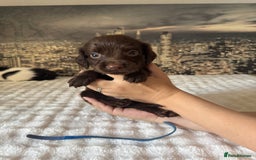Springador dogs for sale: Chocolate Springador Puppies – Ready Soon! 🐾 - Image 5