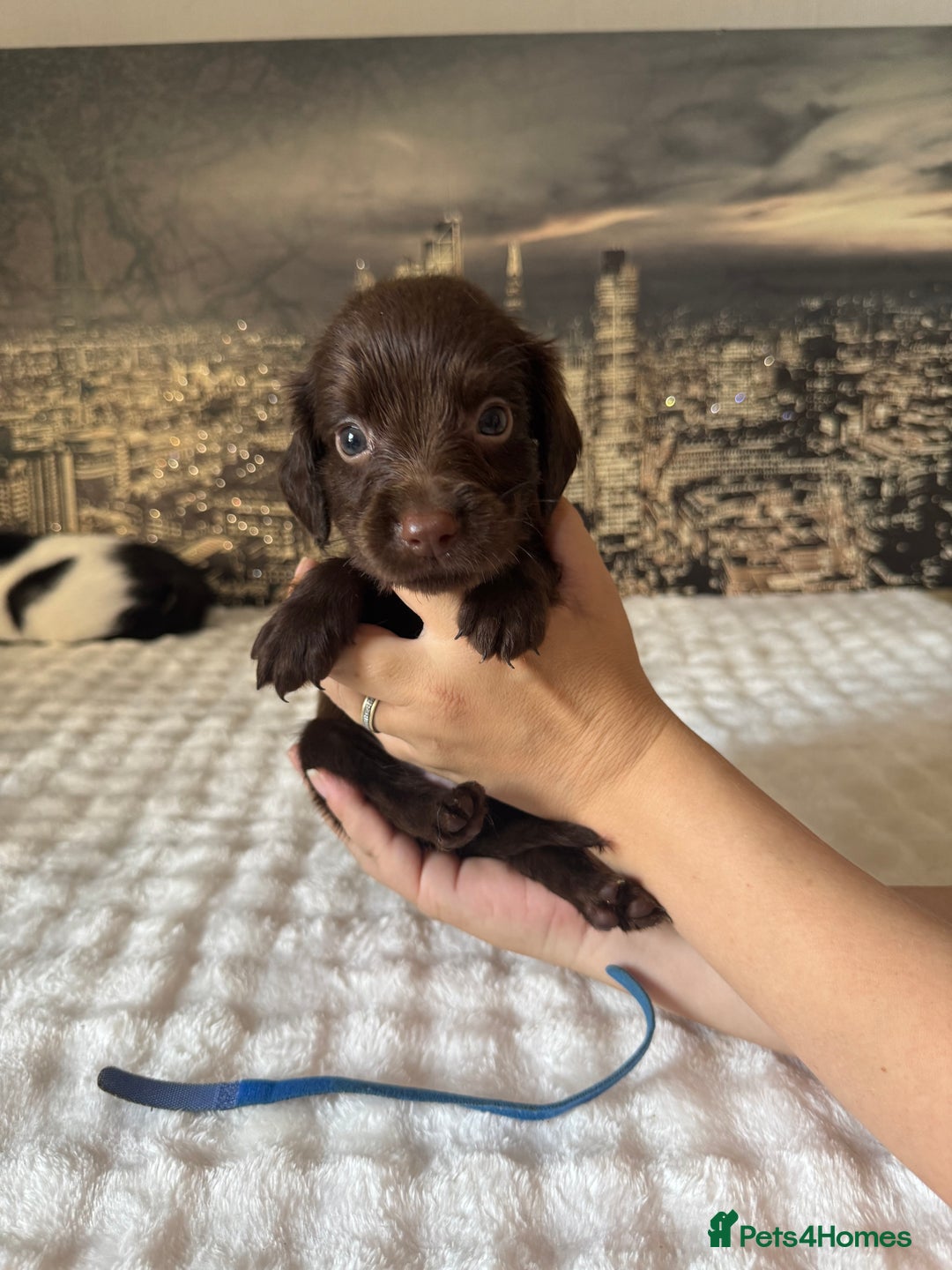 Springador dogs for sale: Chocolate Springador Puppies – Ready Soon! 🐾 - Image 5