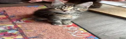 Maine Coon cats for sale: Half Maine coon (Last lady) - Advert 14