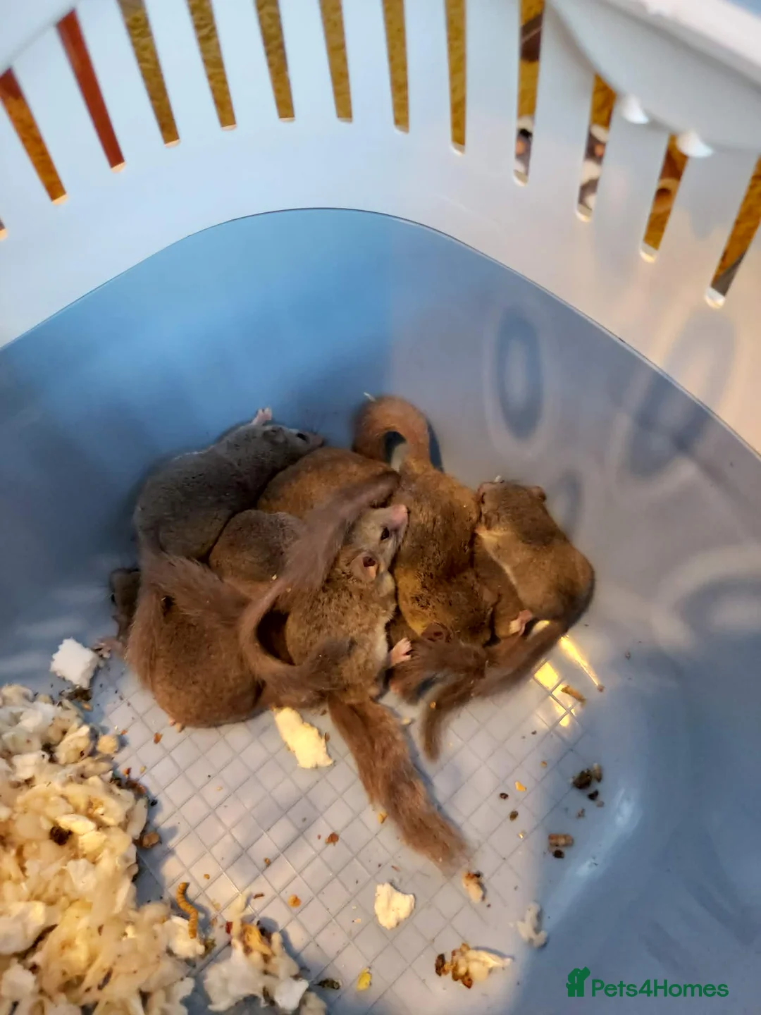 Mouse rodents for sale: African pygmy doormice (micro squirrels) - Advert 2