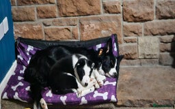 Border Collie dogs for sale: Border collie puppies for sale  - Image 1