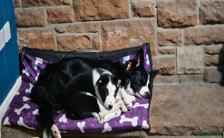Border Collie dogs - Advert 2