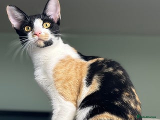 Cornish Rex cats ✨Last Girl Available – Full of Energy & Love!✨ - Advert 3