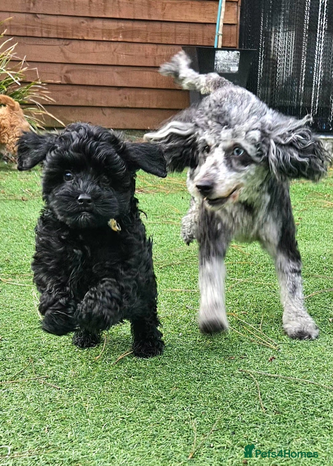 Cockapoo dogs  F1b toy American  cockerpoos  - Advert 3