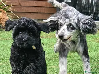 Cockapoo dogs F1b toy American cockerpoos - Advert 3