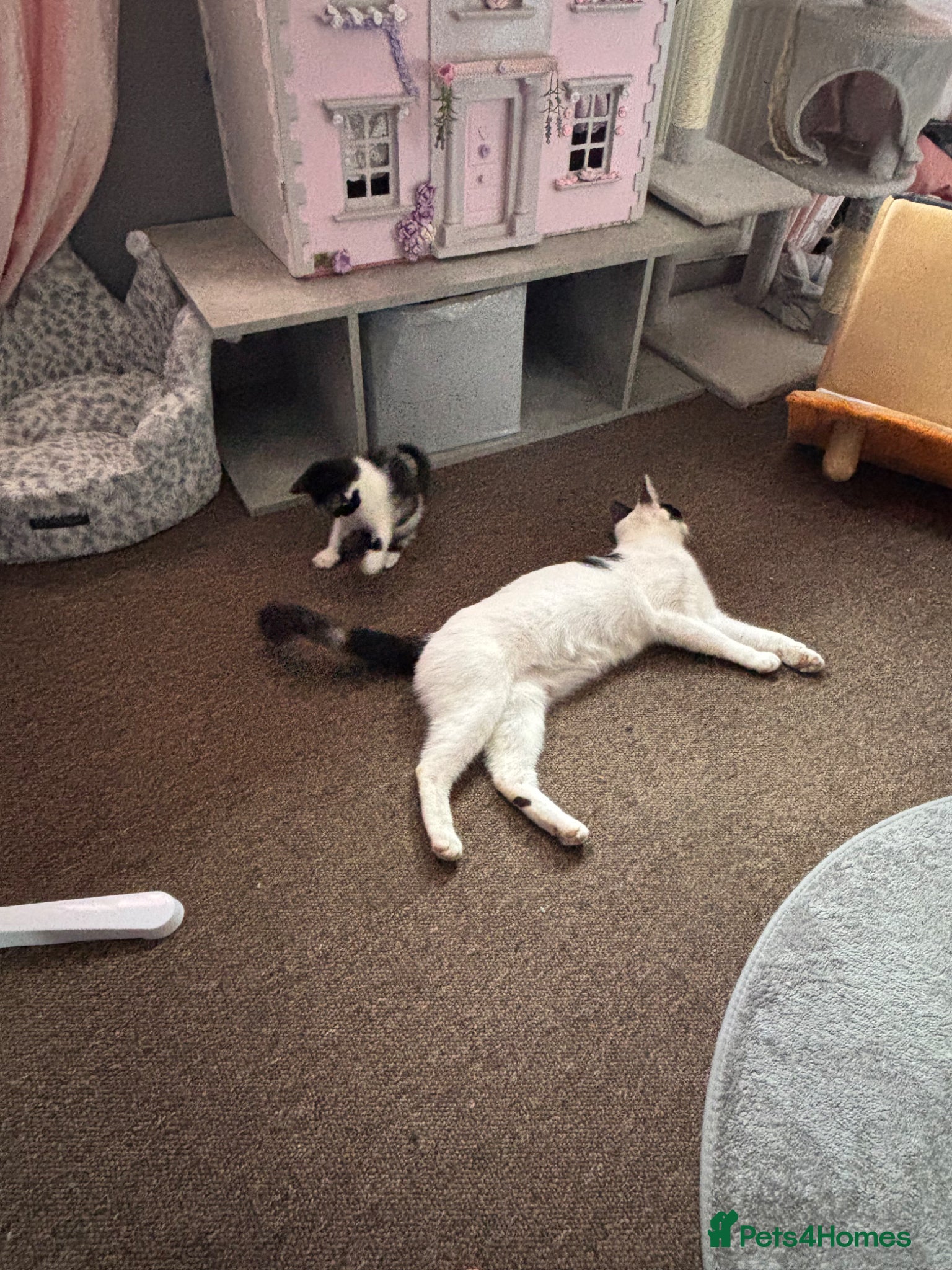 British Shorthair cats One boy one girl kitten  - Advert 13