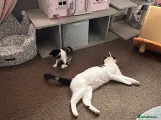 British Shorthair cats One boy one girl kitten - Advert 13