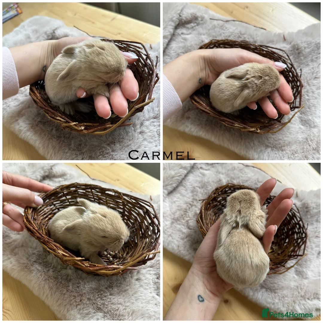 Mini Lop rabbits for sale: Beautiful Mini Lops for sale  - Advert 2