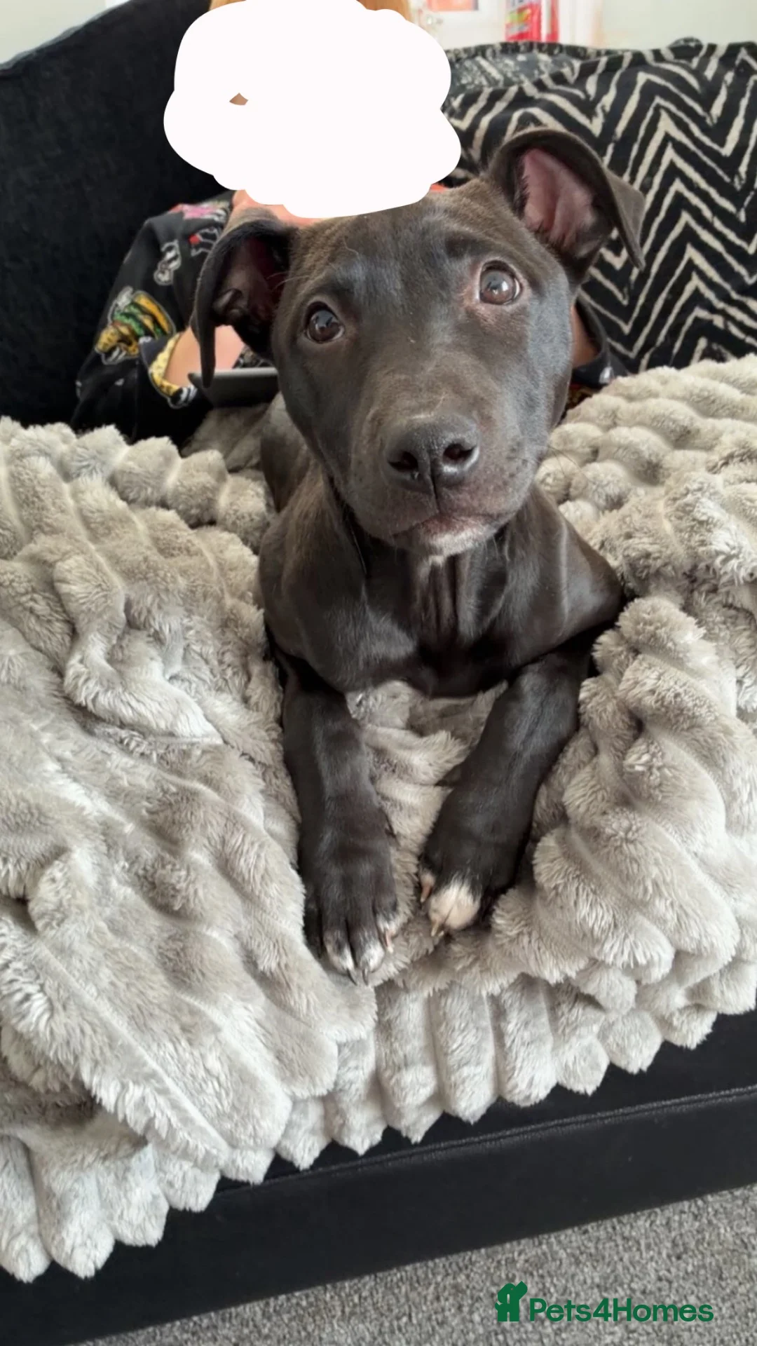 Lurcher dogs for sale: Lurcher puppie in Houghton le Spring - Advert 8