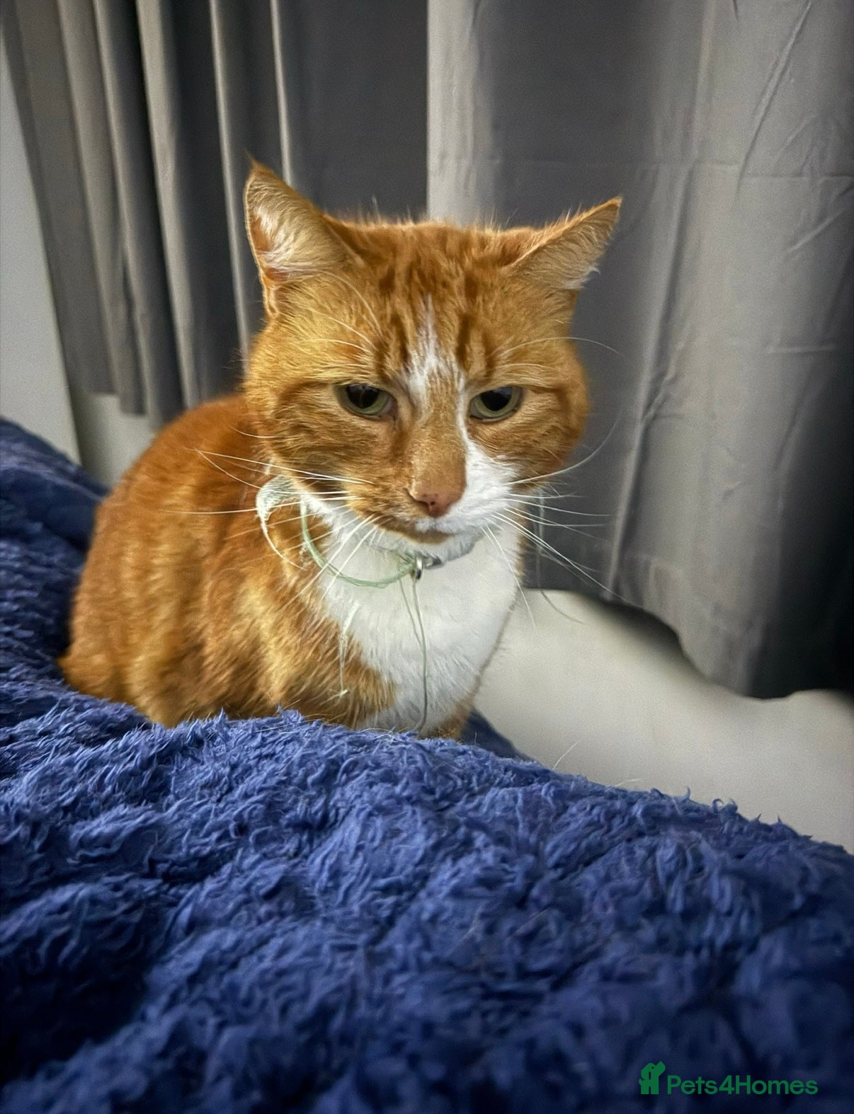 Mixed Breed cats for sale: Louie  - Advert 1