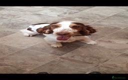 Cocker Spaniel dogs for stud: Chocolate Roan stud - Image 8