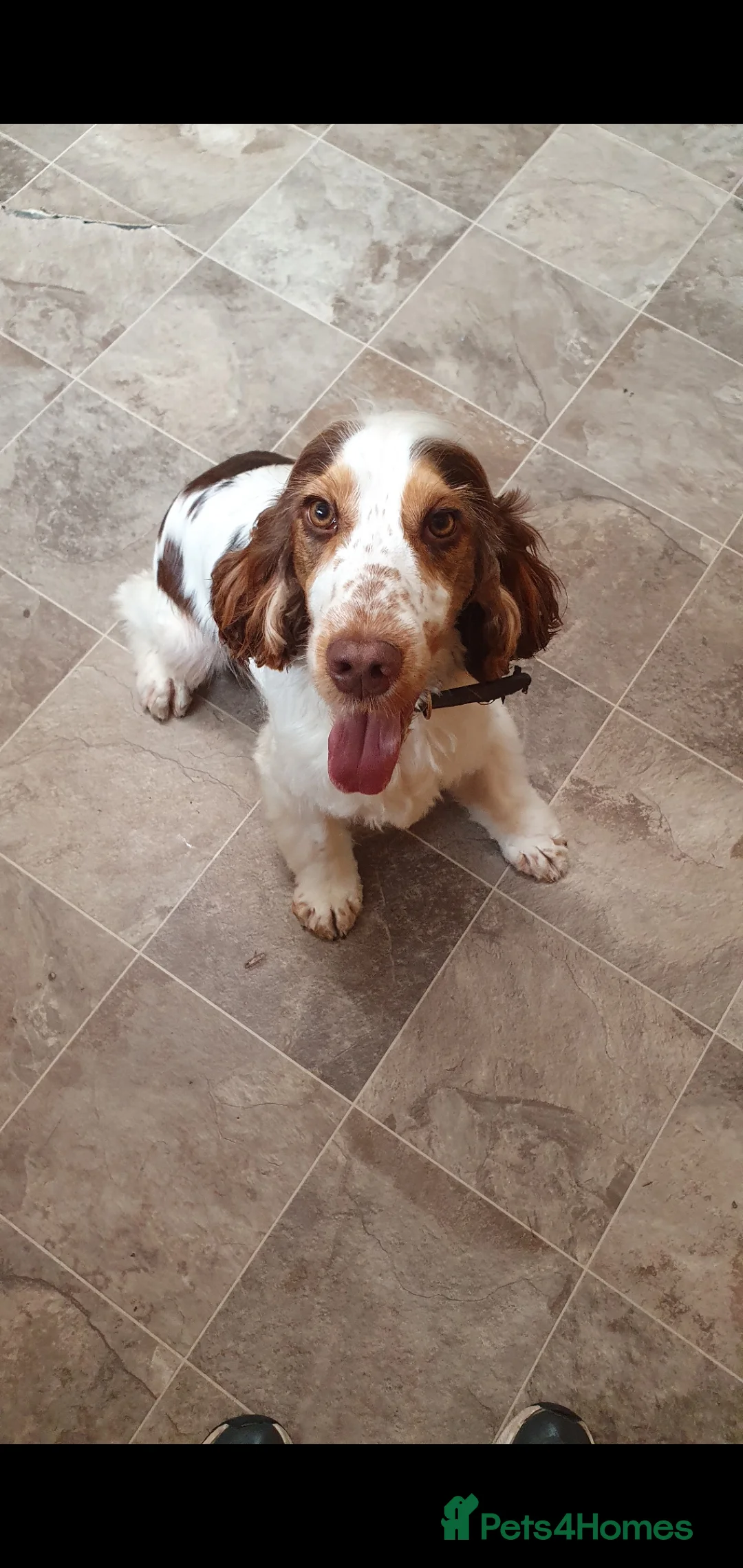 Cocker Spaniel dogs for stud: Show cocker Chocolate Roan stud - Advert 8