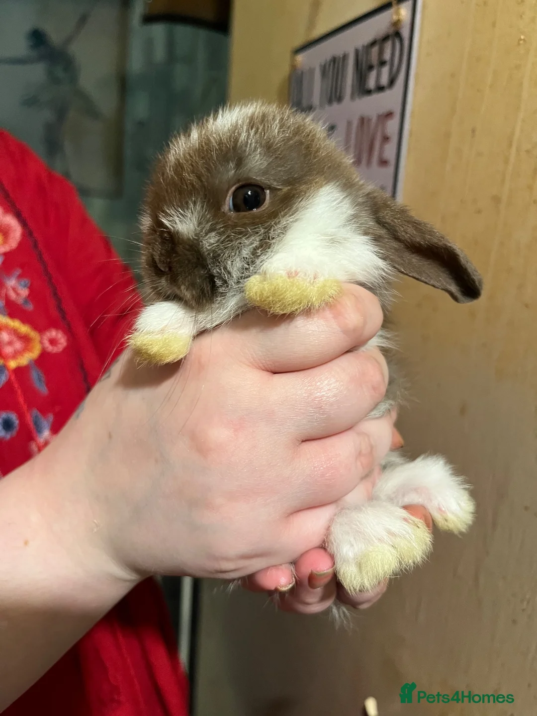 Netherland Dwarf rabbits for sale: Netherland Dwarf / Minilop in Altrincham - Advert 2