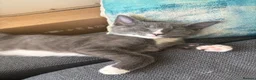 Mixed Breed cats for sale: Grey and white kitten  in London - Advert 1
