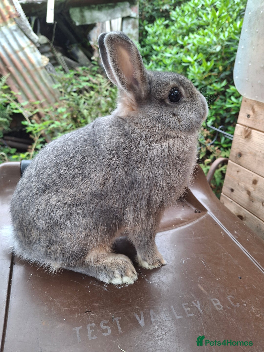 Netherland Dwarf rabbits for sale: Beautiful netherland dwarf blue otter - Image 2