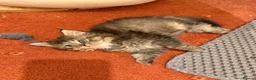 British Longhair cats for sale: Male British Longhair Ready Soon 🤎 - Advert 8